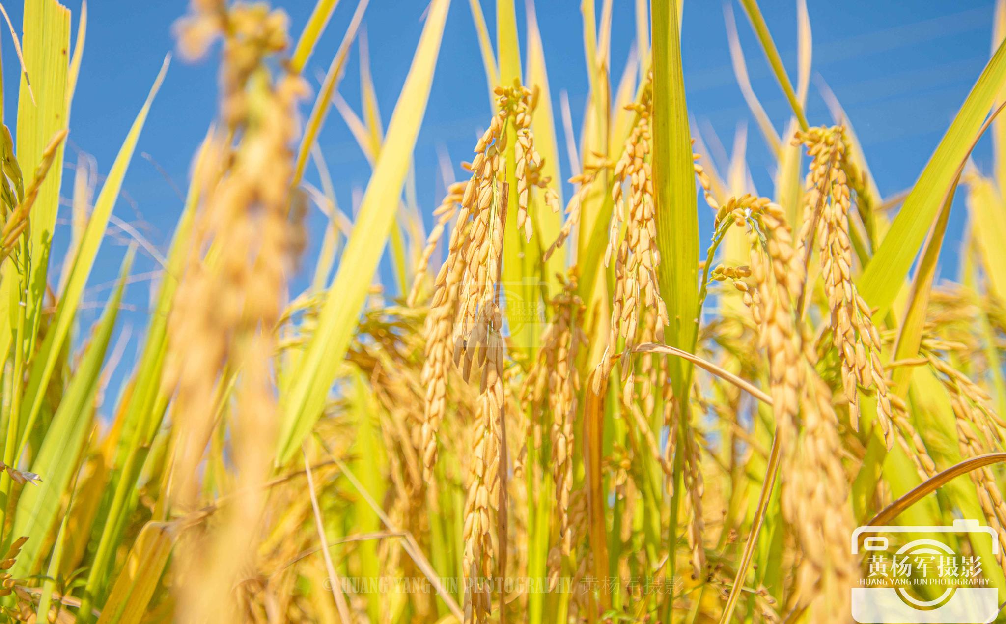 于都县移陂村的金黄稻田,美丽的乡村风光
