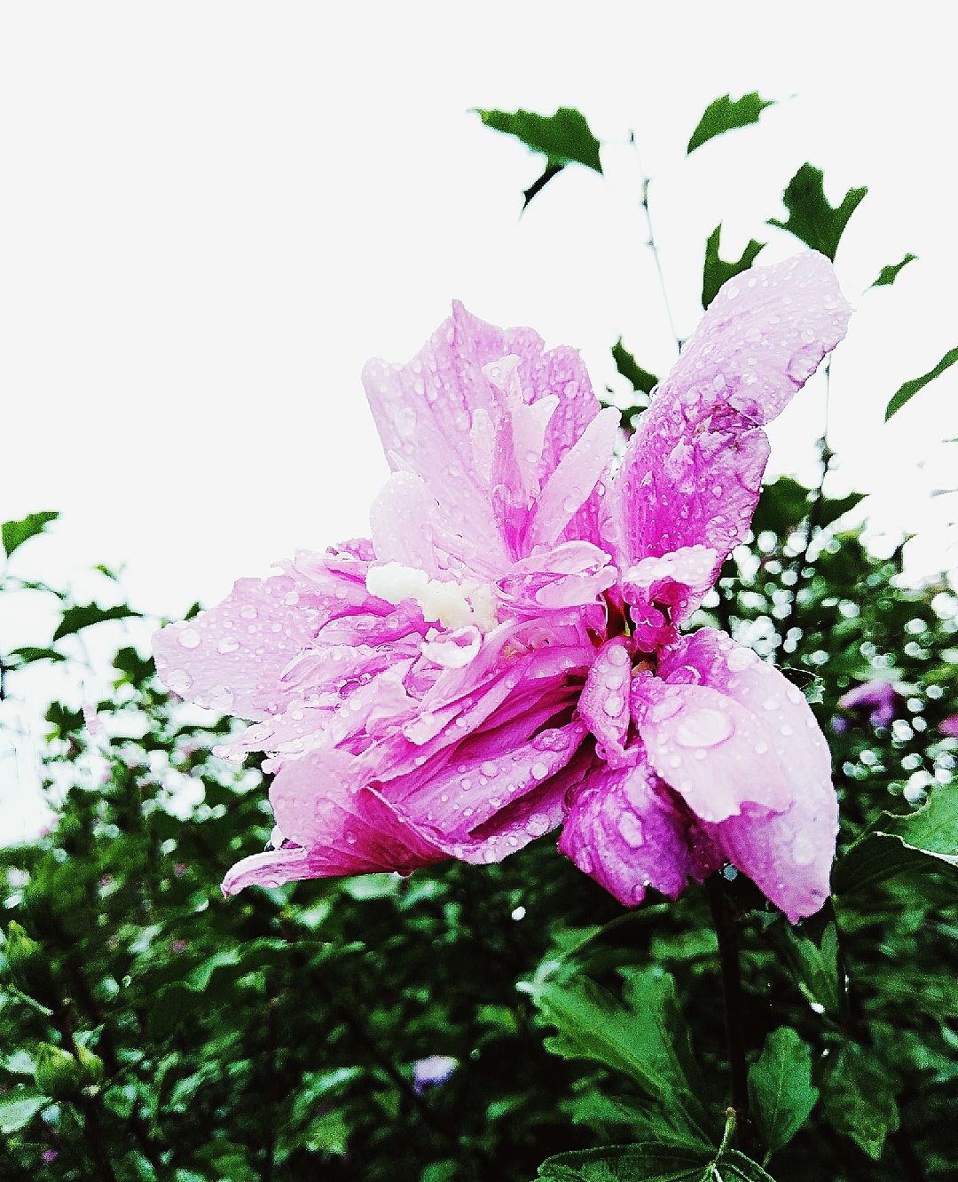 户外徒步篇:雨中木槿