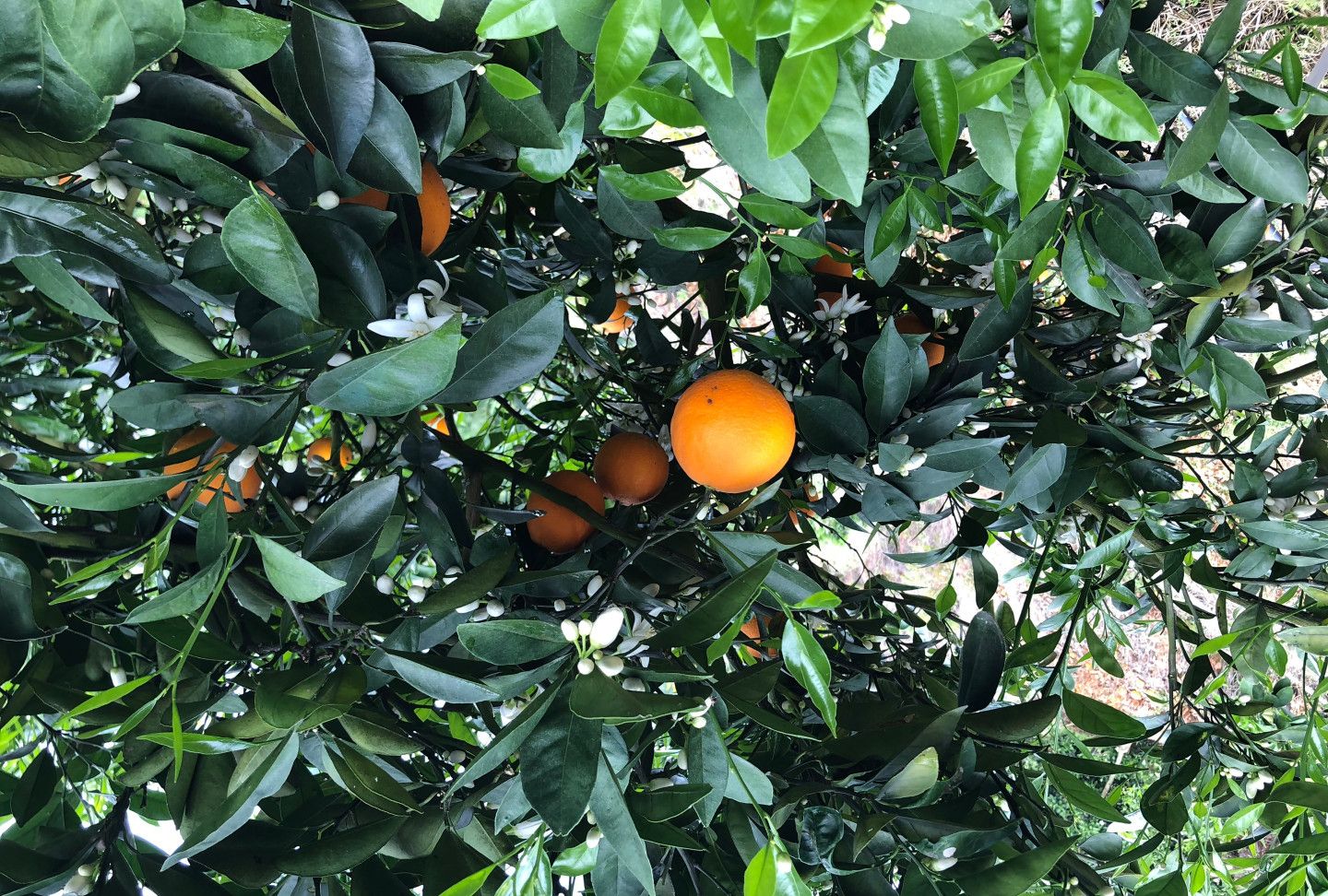 月到4月份,这一时期,刚好也是它的花期于是,它的花和果同时出现在树上