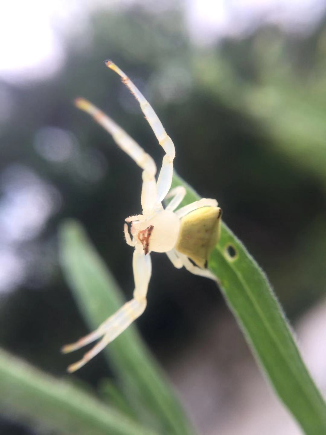 透明的白色蜘蛛 手机微距 透明的白色蜘蛛 手机微距
