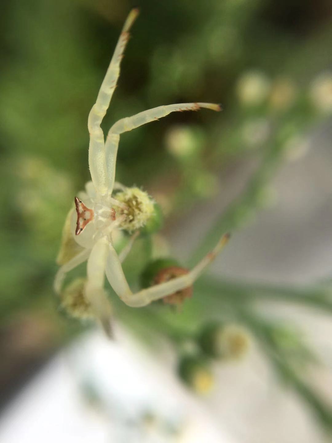 透明白色蜘蛛 二 透明白色蜘蛛 二