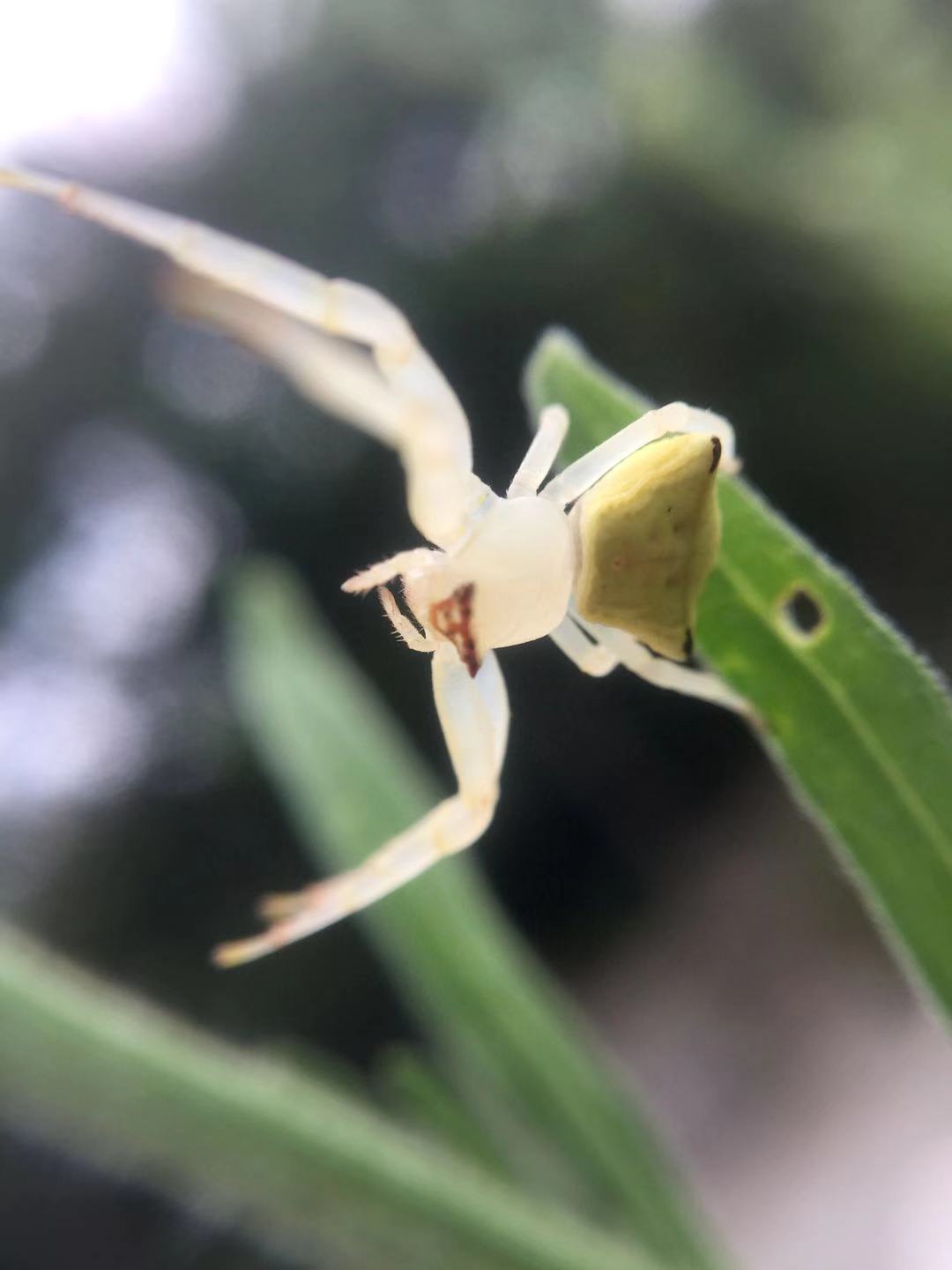 透明的白色蜘蛛 手机微距 透明的白色蜘蛛 手机微距