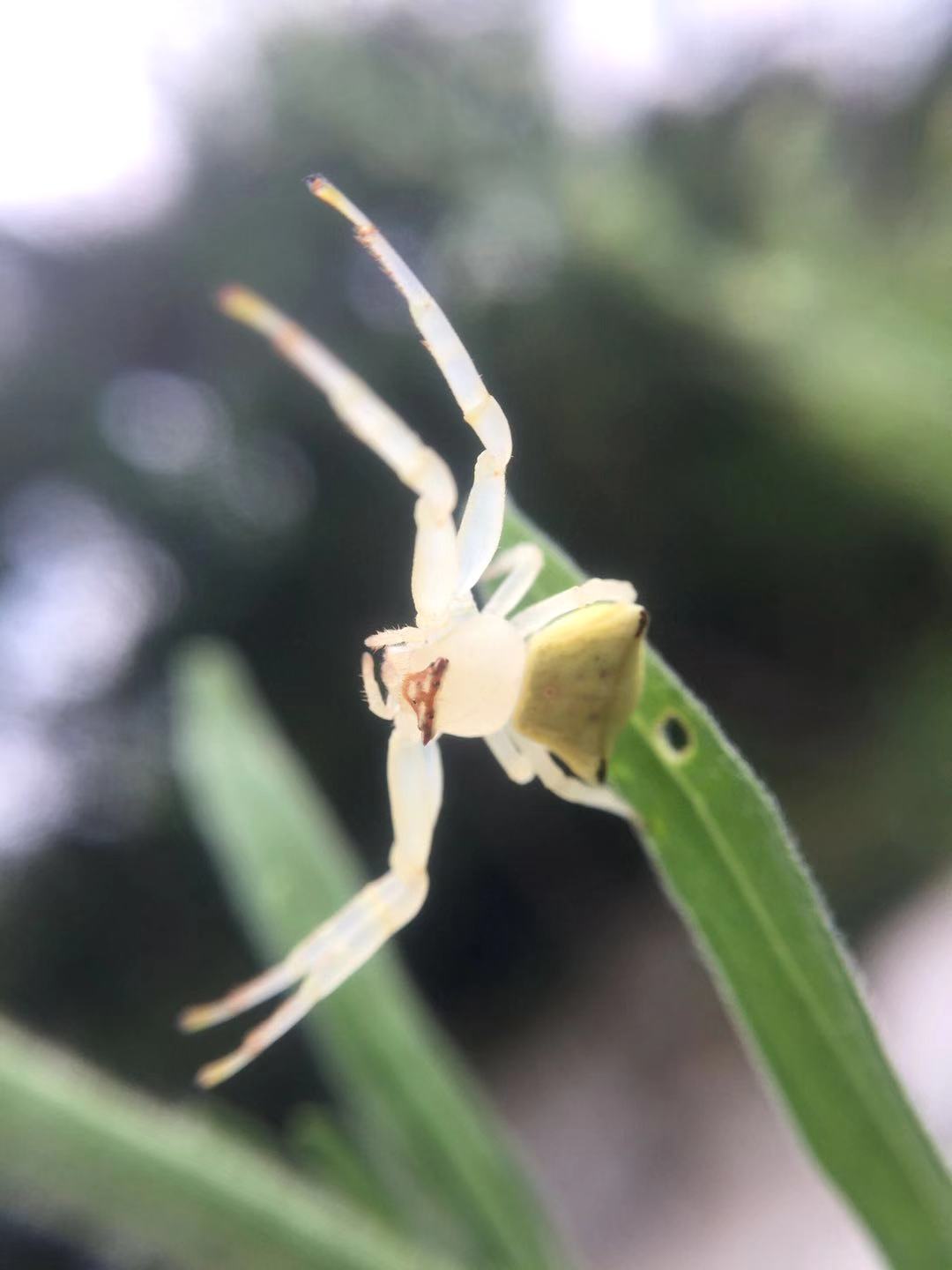 透明白色蜘蛛 二 透明白色蜘蛛 二