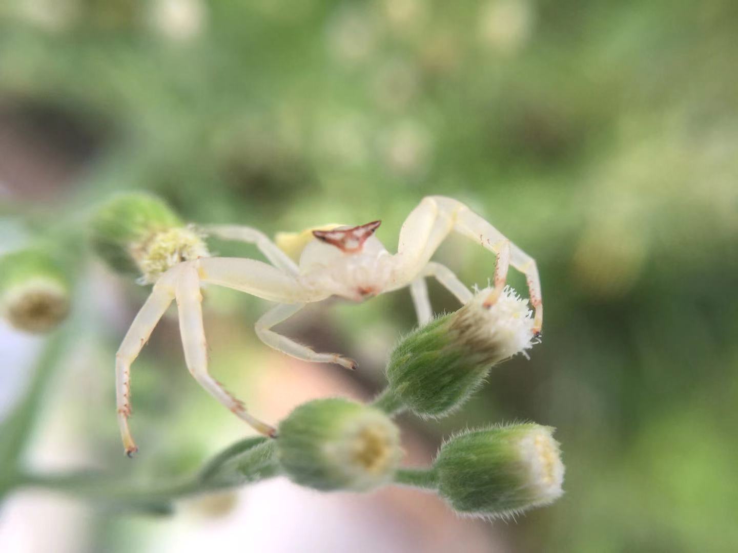 透明的白色蜘蛛 手机微距 透明的白色蜘蛛 手机微距