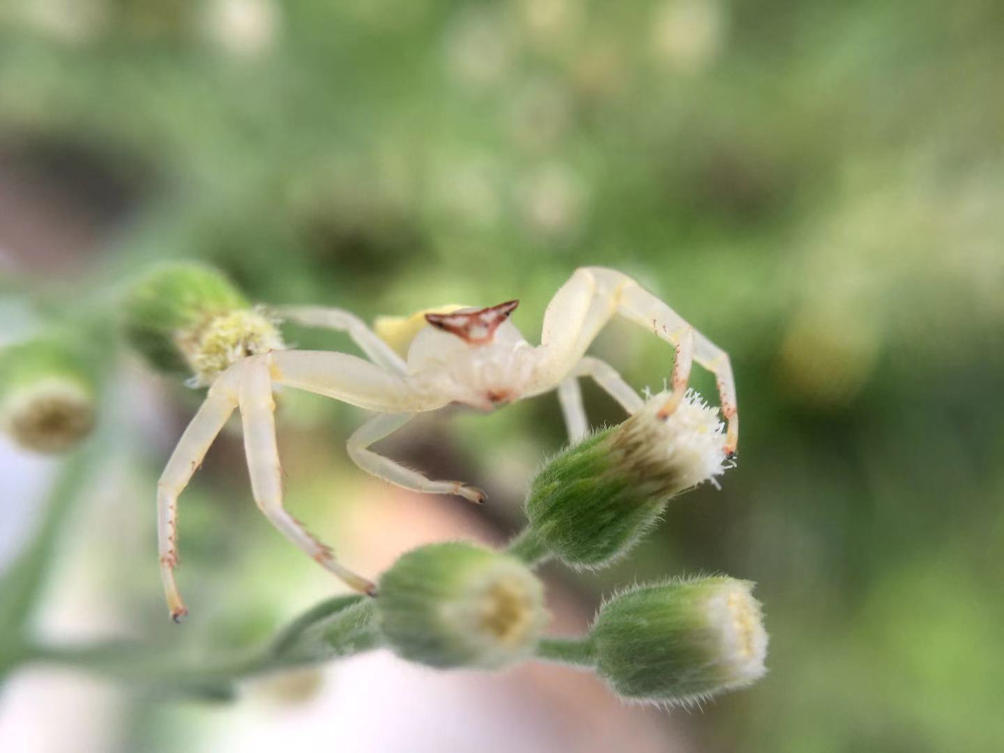 透明的白色蜘蛛 手机微距 透明的白色蜘蛛 手机微距