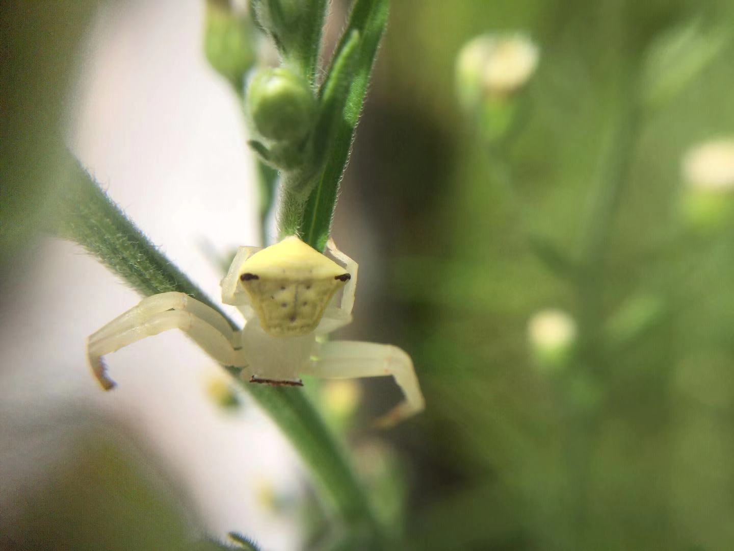 透明白色蜘蛛 二