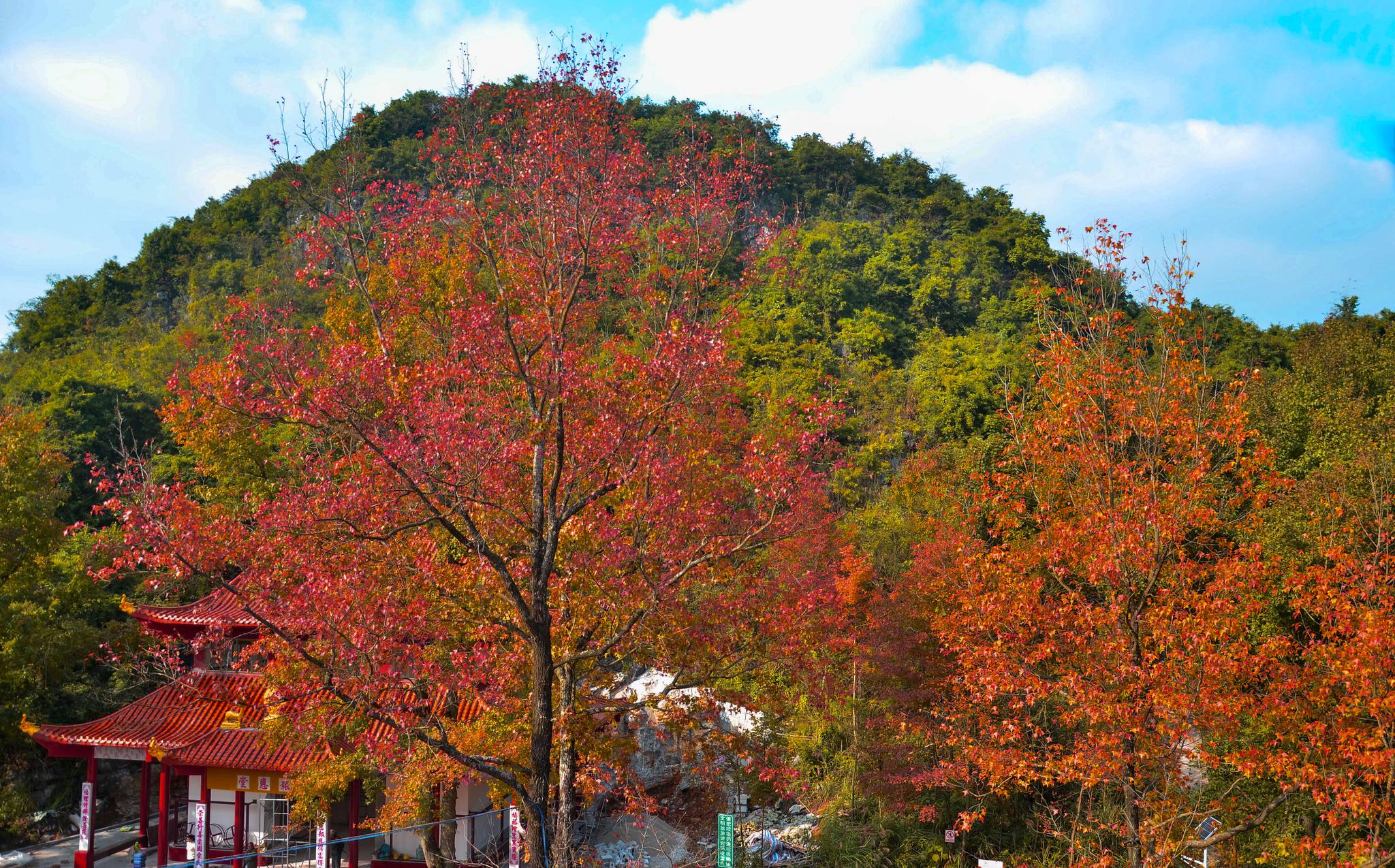 宜州屏南的枫叶可能不是最红的,但3个多月的观赏期也许是最长的