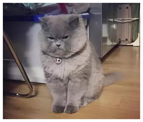 铲屎官"得罪"英短蓝猫,猫咪开始疯狂报复,委屈巴巴表情萌翻了
