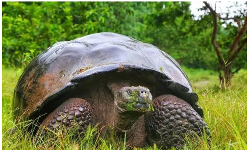 世界上最大的乌龟