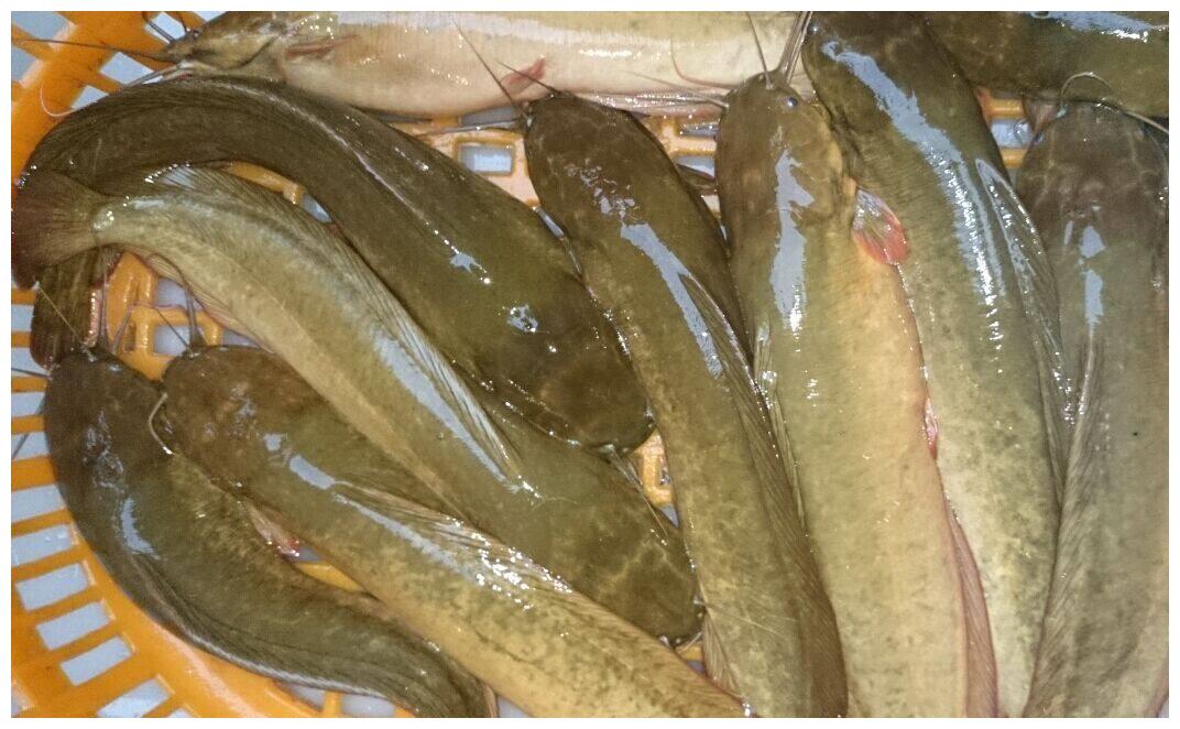 曾经最脏的鱼,现在却成为了大补之物,营养价值之高超乎想象|鲺|鱼