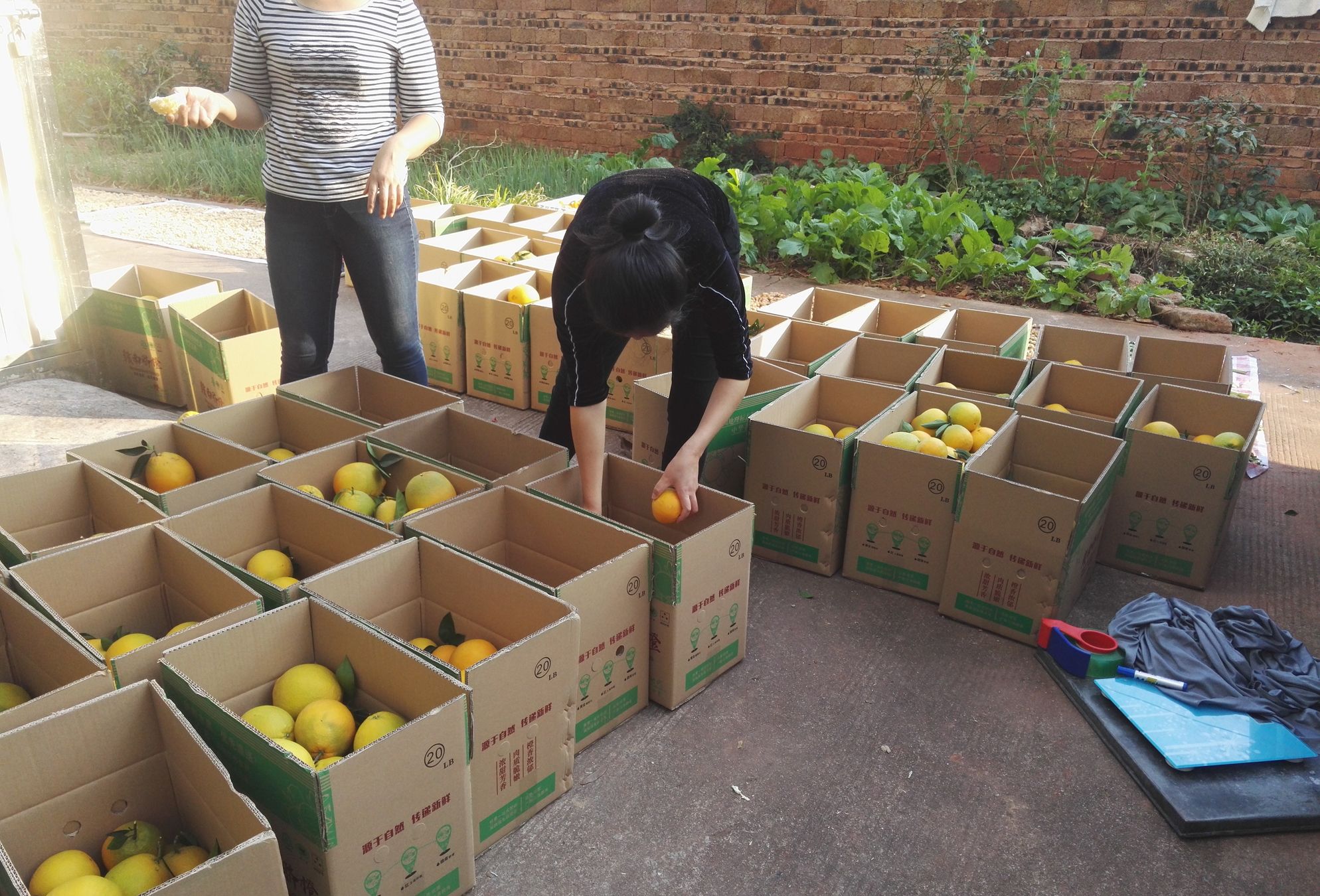图记:微商向果农采购赣南脐橙,然后直接在网上售卖