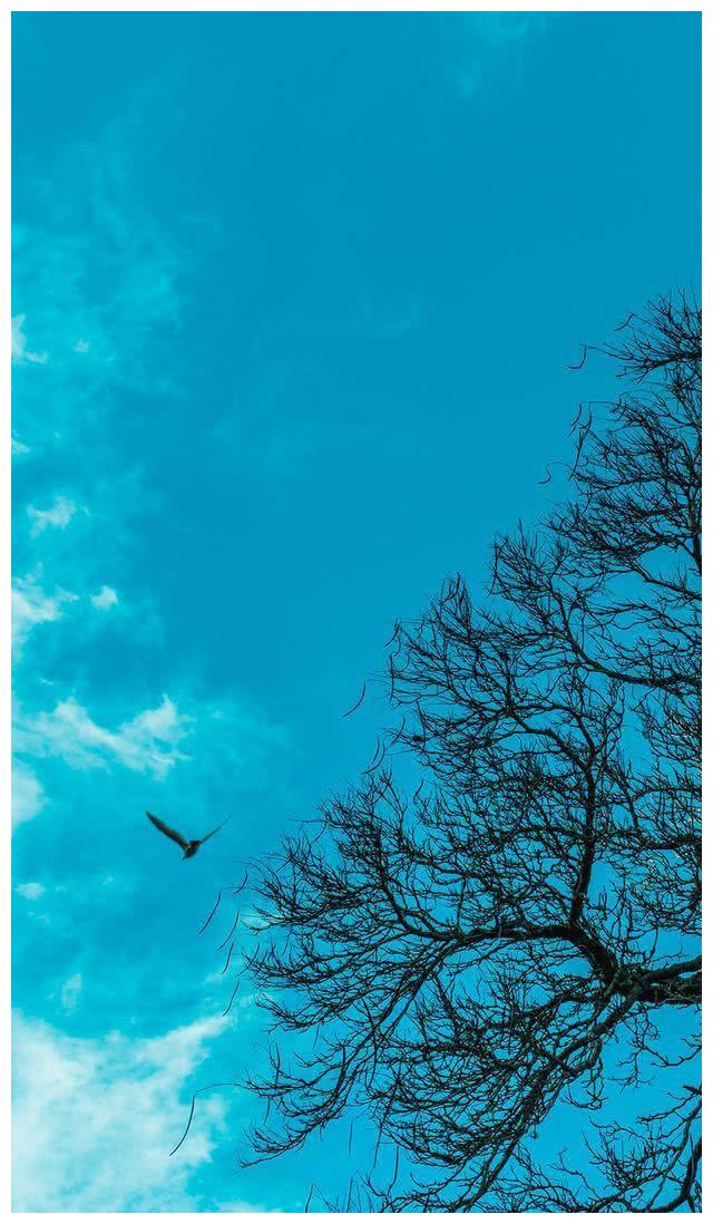 Hd限定高 画質 鳳凰 壁紙 最高の花の画像 Hd限定高 画質 鳳凰 壁紙 最高の花の画像