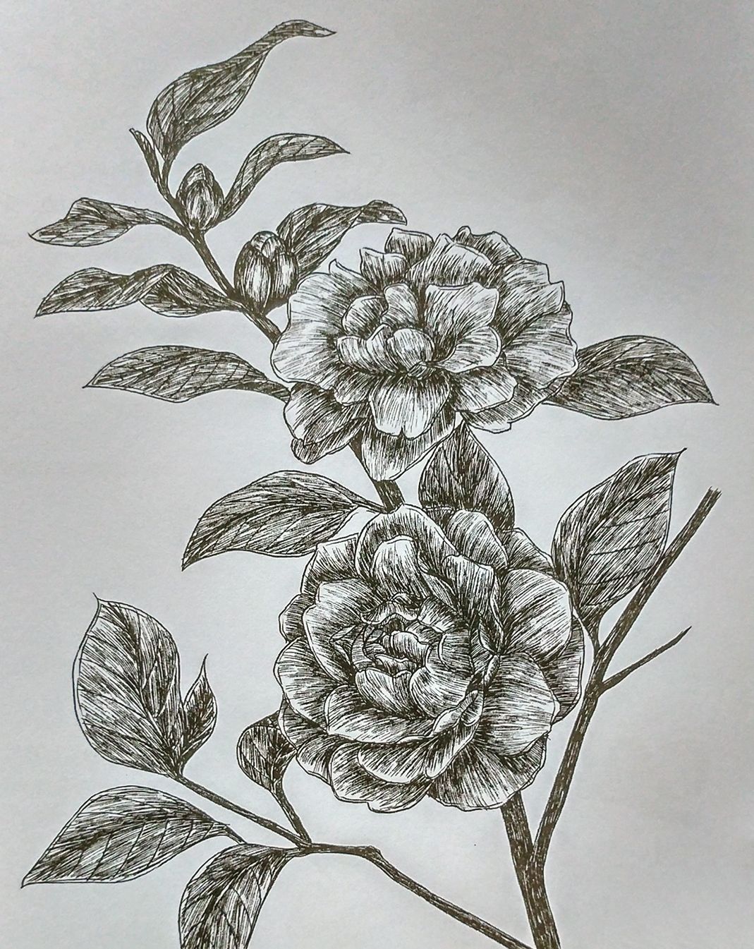 繁花四季,美美的黑白针管笔花卉|冬之美妍