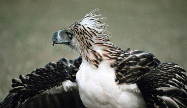 现存最大的鹰类:体长近1米,实行一夫一妻制,现今不足500对