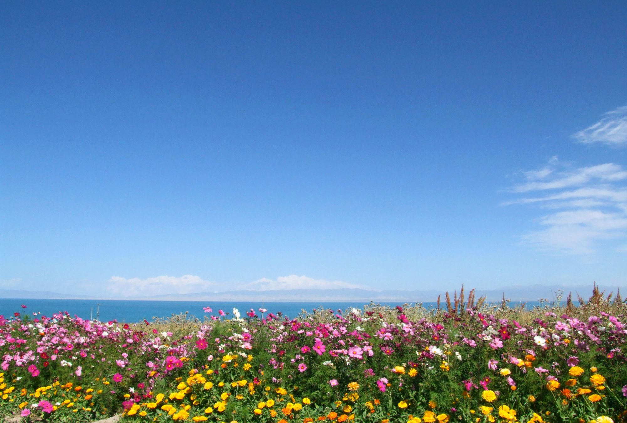 库存实拍青海湖畔格桑花开,湖美花更美!_高清图集_新浪网