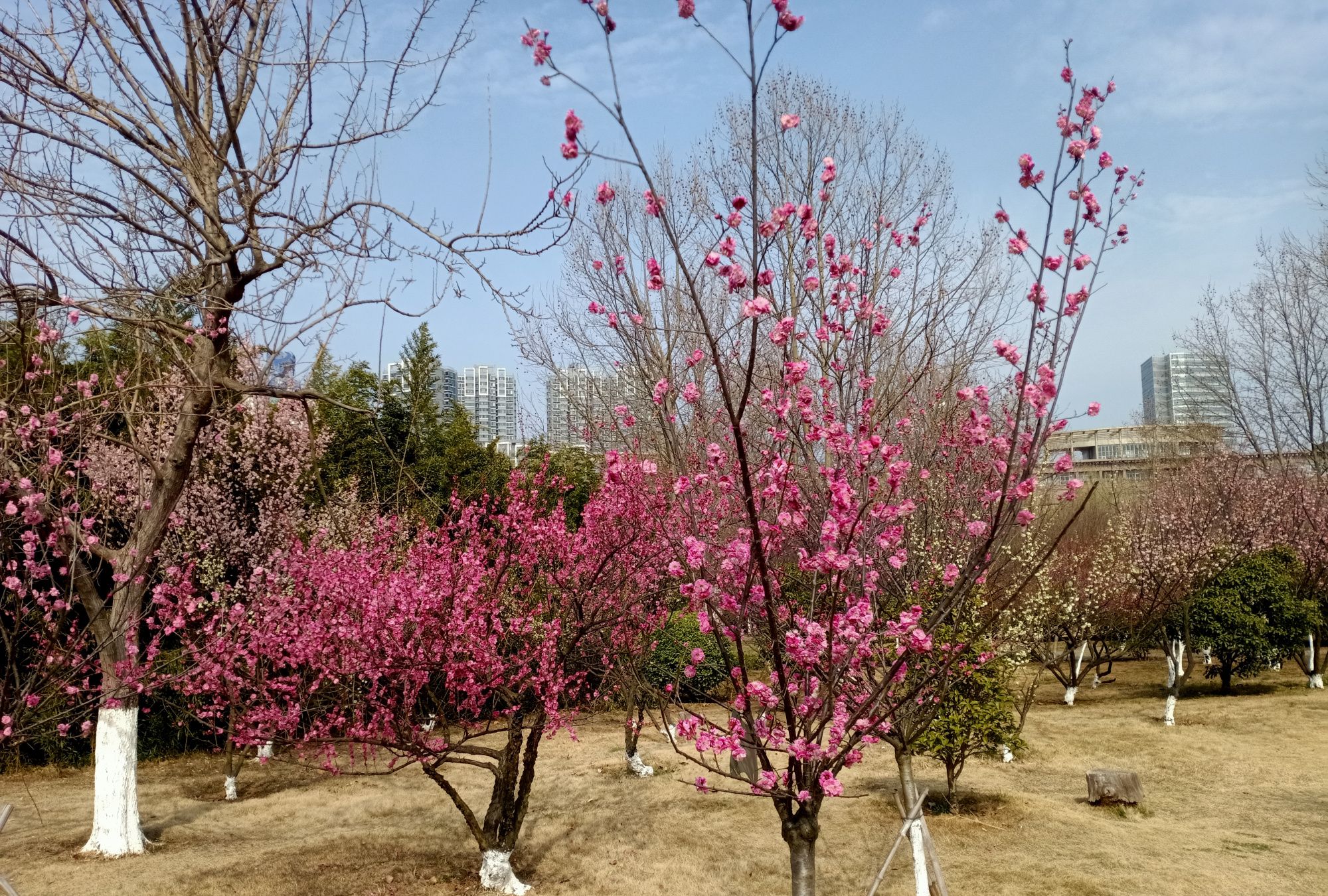 连云港苍梧绿园美成天了,快来赏花!