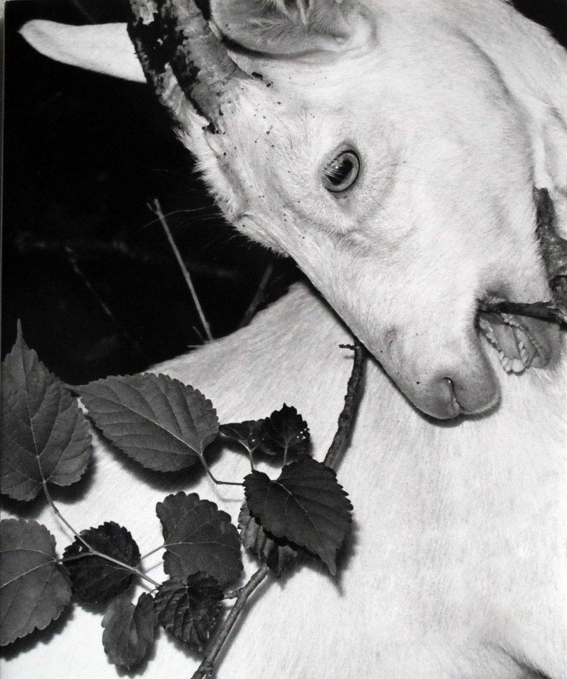 日本最低调的摄影家须田一政逝世这组图回顾他的一生