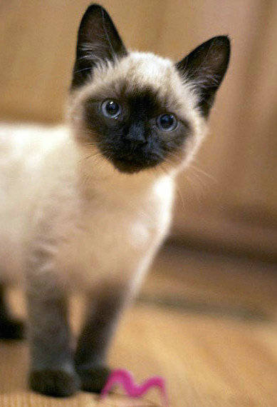 谁再叫我挖煤的?我明明是戴黑手套的假面小王子