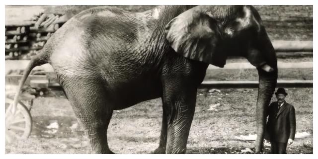 电影《小飞象》真人童话结局美好,而现实中的jumbo经历令人心酸