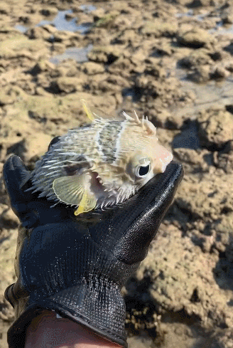 男子手上抓着一只刺豚,不停吐水,网友:不带手套会怎样?