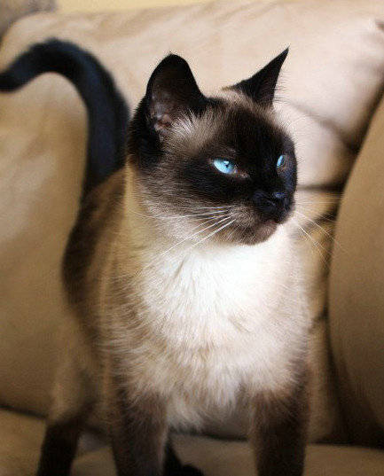 谁再叫我挖煤的?我明明是戴黑手套的假面小王子