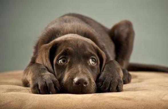 狗狗害怕什么鞭炮声还是打火机其实这些都不是它们最害怕的