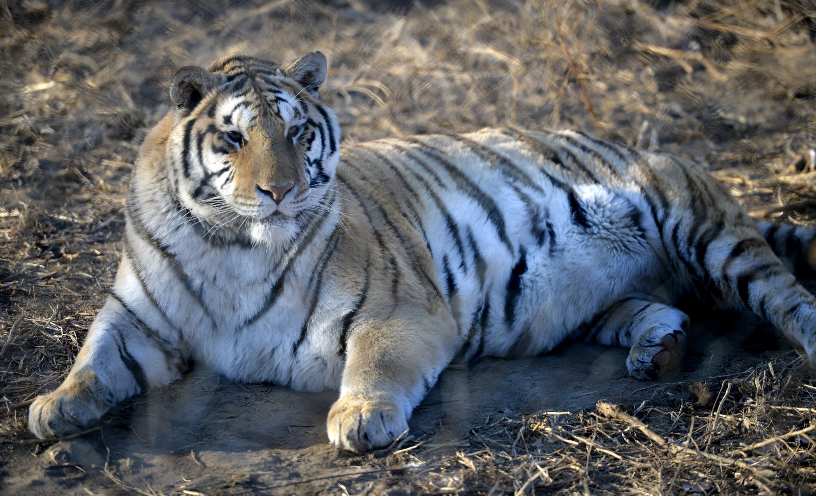 东北虎也是"变色龙":"换装"越冬食量大增"大猫"又要胖成球