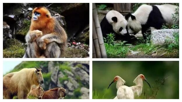古镇最神奇的是让"秦岭四宝"--朱鹮,大熊猫,金丝猴,羚牛在同一天看到.