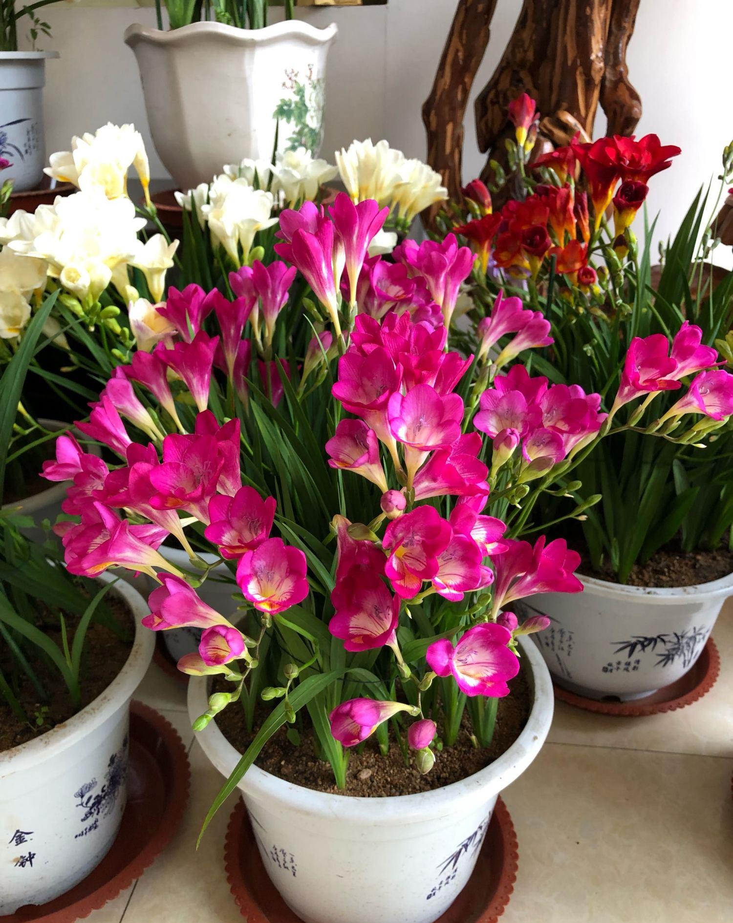 秋季香雪兰只需做好3点花开五颜六色