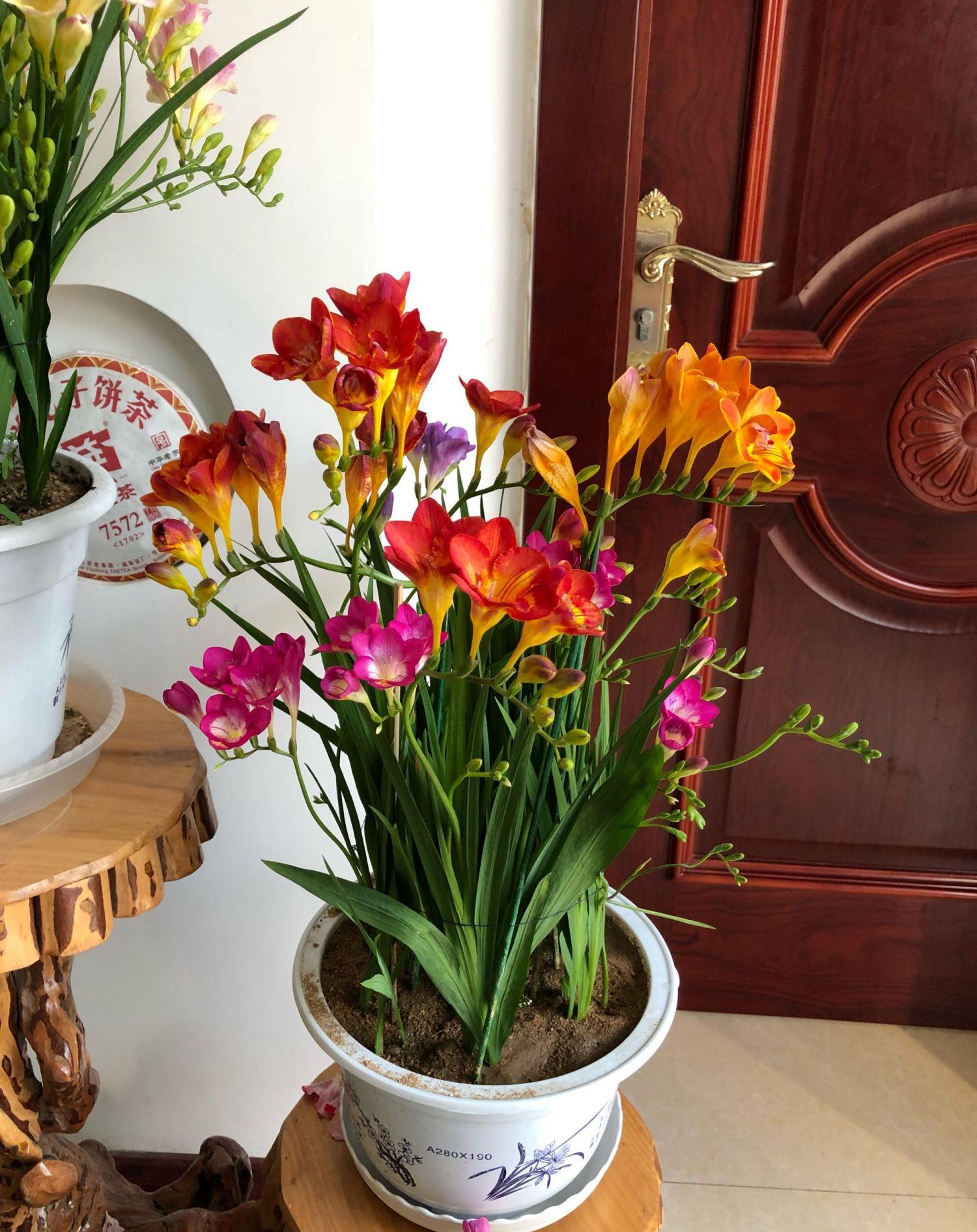 秋季香雪兰只需做好3点花开五颜六色