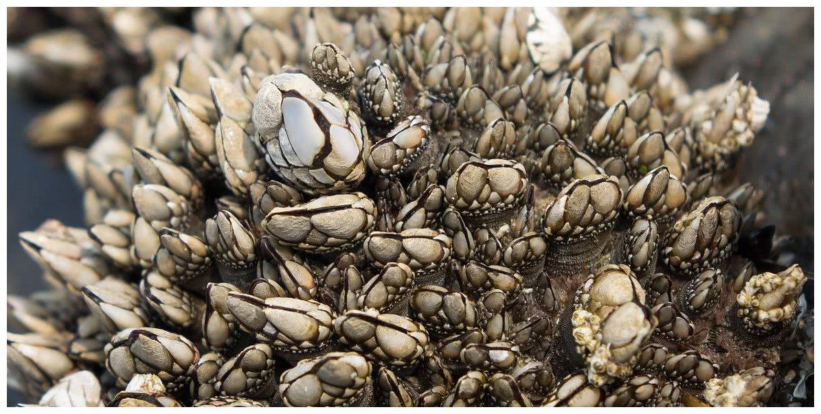 世界奇葩海鲜:来自地狱的美食鹅颈藤壶,售价10000元一斤?