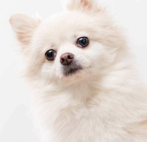 如果不能接受博美犬的这5大缺点 劝你最好别养 如果不能接受博美犬的这5大缺点 劝你最好别养