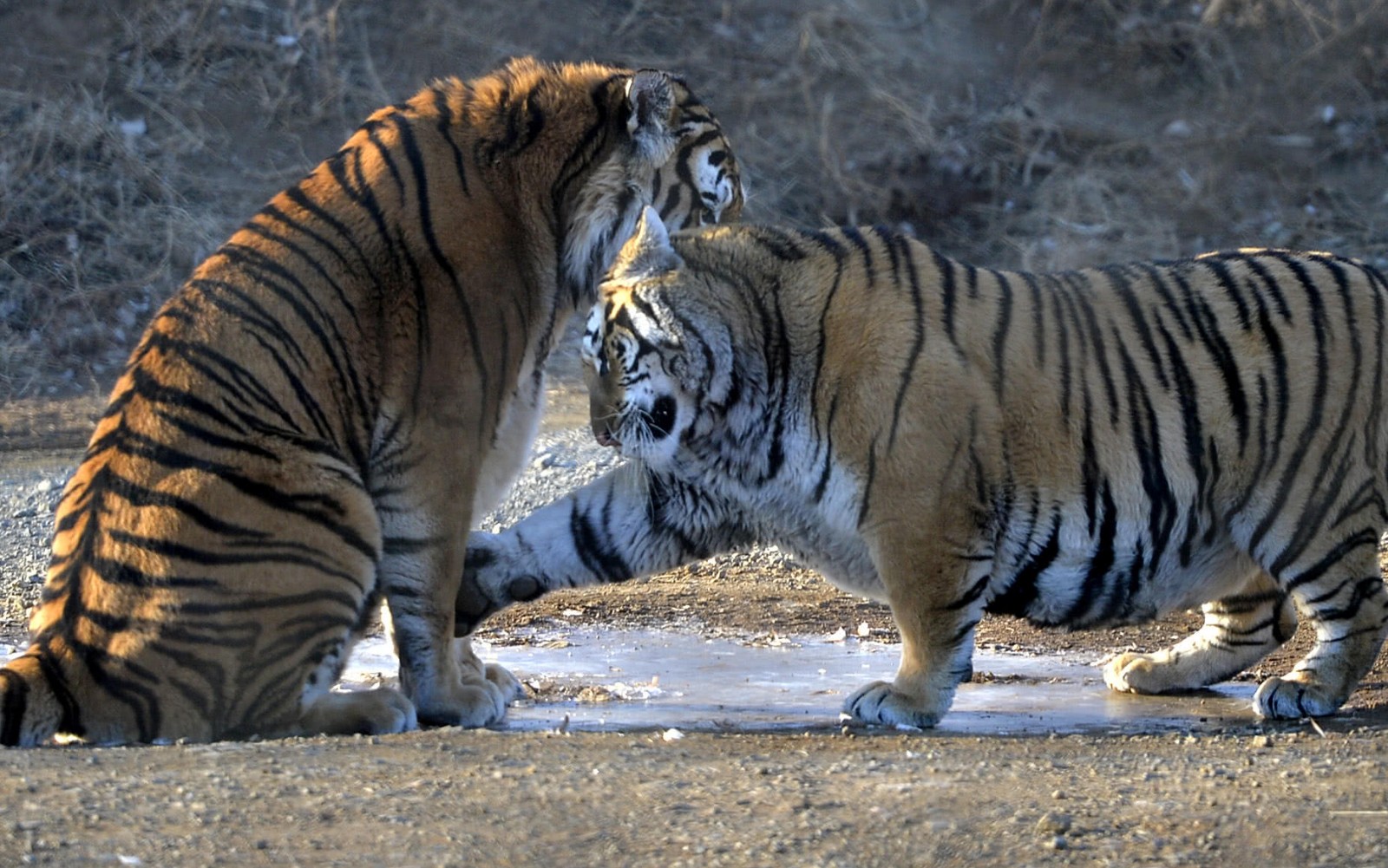 东北虎也是变色龙 换装越冬食量大增大猫又要胖成球