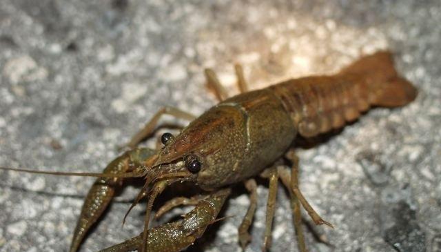 它就是蝲蛄 làgǔ,学名东北黑鳌虾.