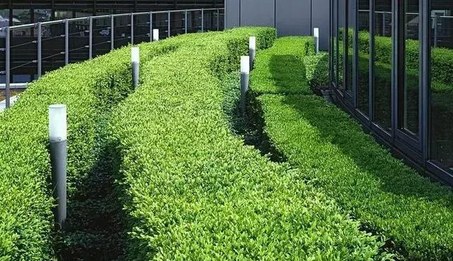 生活里不可缺少的绿色植物,多种多样的物种和景观源于自然