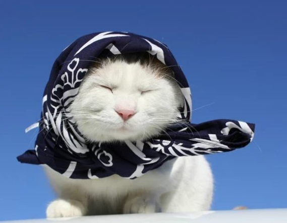 猫咪戴围巾 不是怕冷是时尚 猫咪戴围巾 不是怕冷是时尚