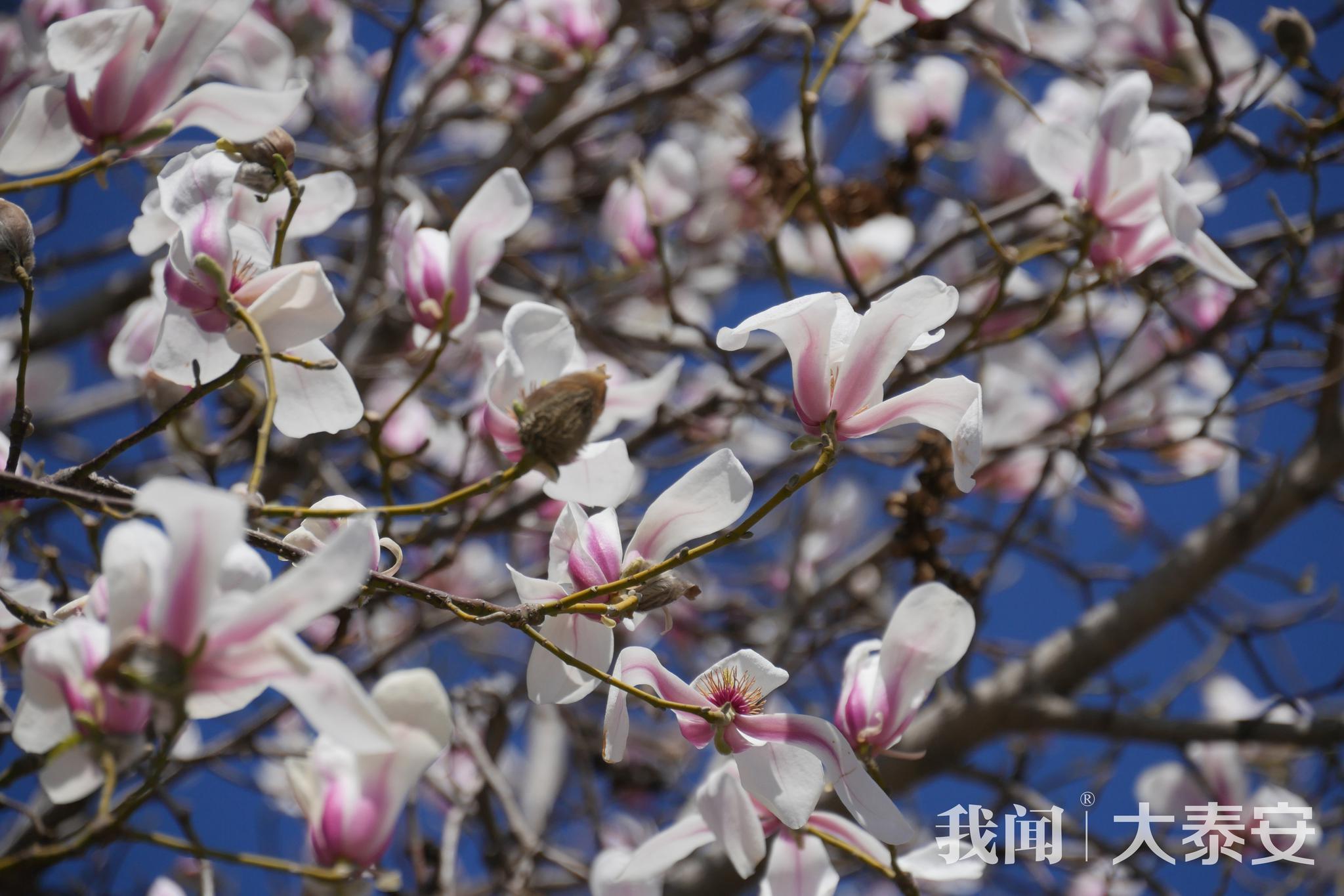寻春大泰安:革命烈士陵园玉兰花正开