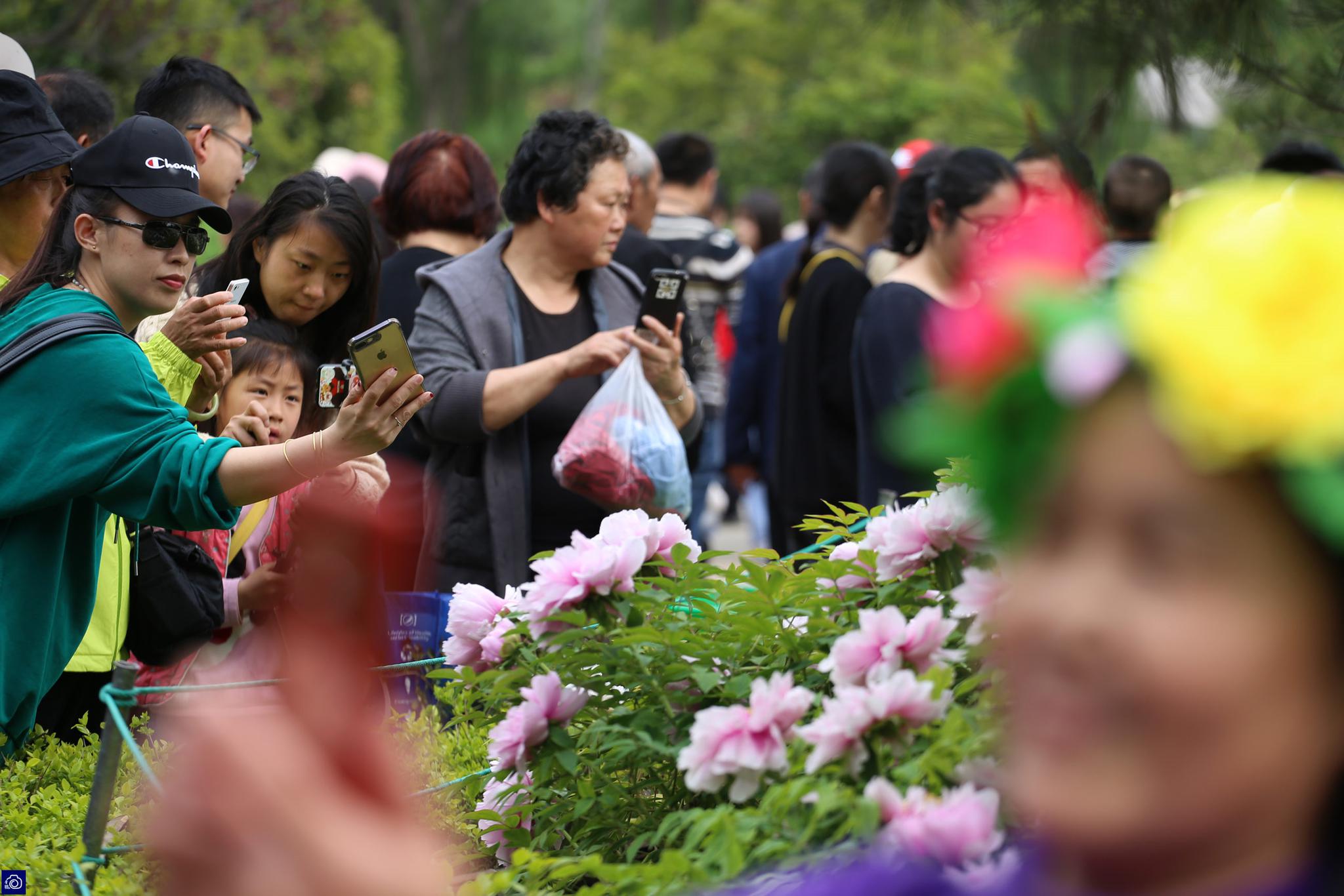 "每年4月到5月,河南洛阳牡丹节就会吸引成千上万的游客前来赏花.