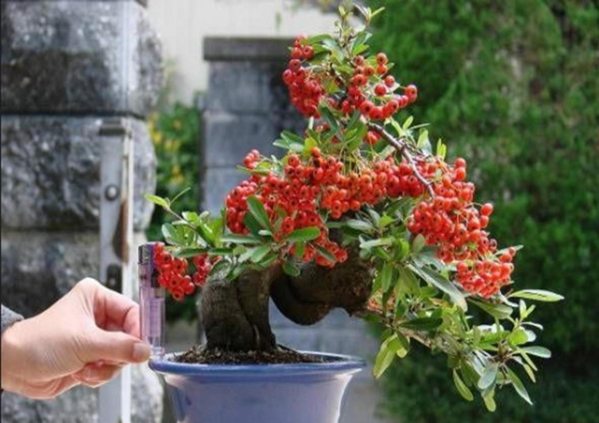 这种红果子树在农村野外山坡很常见栽种到花盆里卖好几百一盆