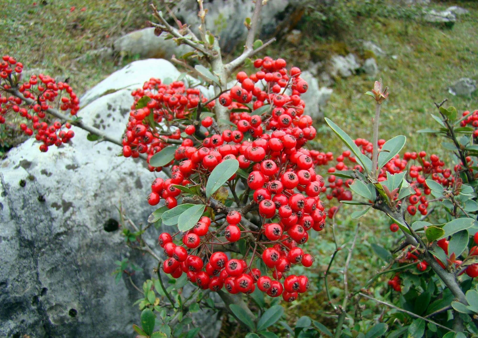 这种红果子树在农村野外山坡很常见栽种到花盆里卖好几百一盆