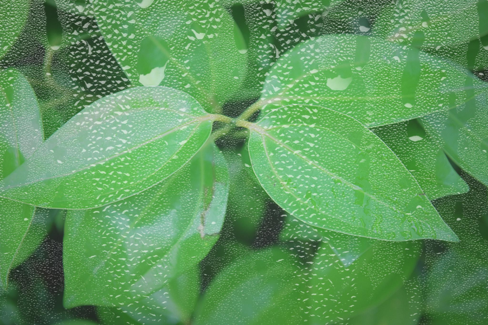 Water Drop On Leaf Free Photo Download | FreeImages