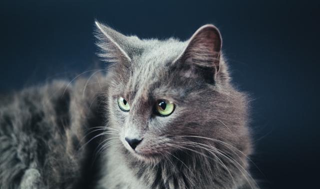 全球最稀有的家猫网友这不就是它么