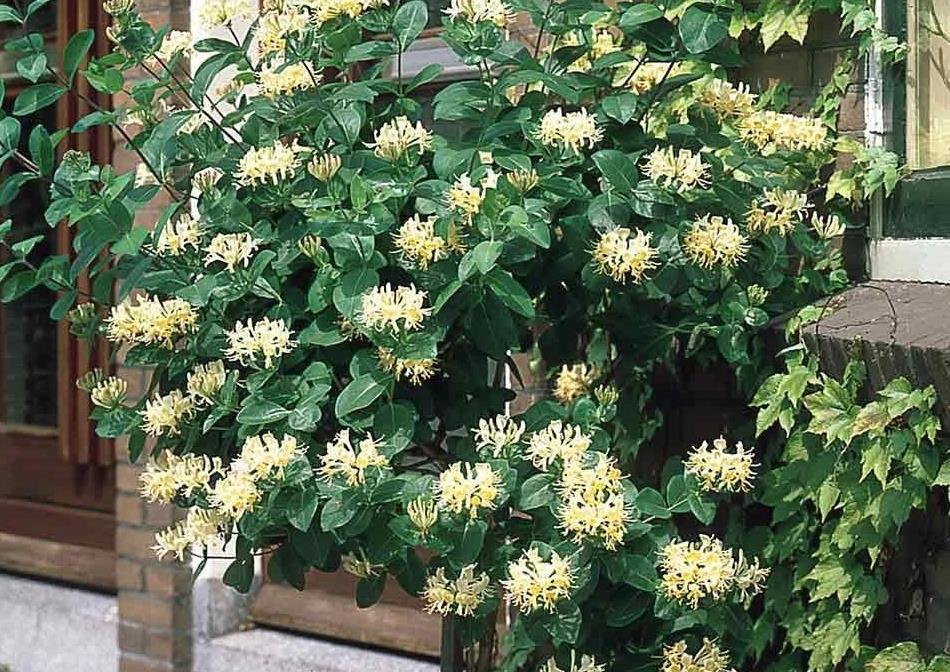 很好养护的爬藤金银花,想让它花开灿烂是有技巧的
