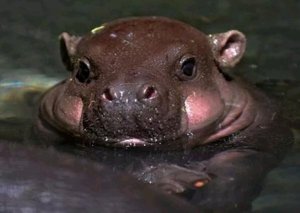 12种世界上最危险的动物,小时候的样子能把你萌翻|毒液|有毒|箭毒蛙