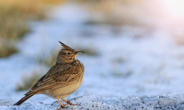 百灵鸟的歌声很好听,那么如何调教百灵鸟,让它发出优美的声音呢