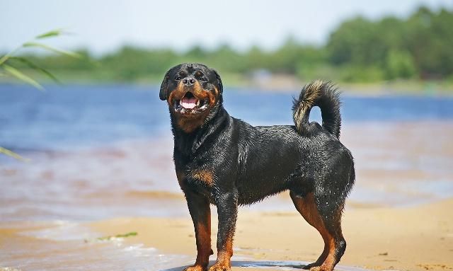 罗威纳犬产自于德国,是优良的护卫犬