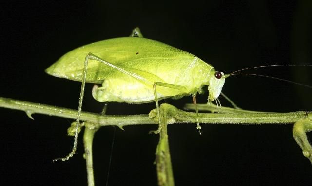 螽斯的外表粗看很像蝗虫,别称蝈蝈,螽斯儿,看稍仔细便可以发觉,它们的
