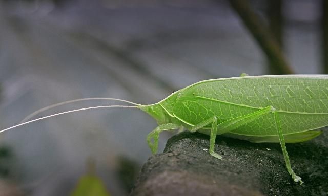 螽斯的外形特征了解一下