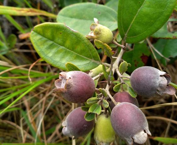 农村野山上的这种果子,可用来制作药酒,深受长辈们的喜爱