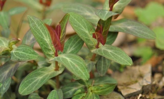 叶子都是对着长的,所以有的农村人民将这种野草叫